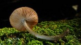 Pluteus cyanopus image