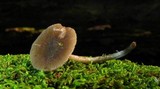 Pluteus cyanopus image