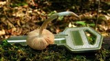 Pluteus cyanopus image