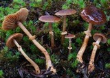 Descolea gunnii image