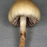 Psilocybe semilanceata image