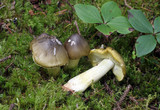 Tricholoma sejunctum image