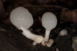 Oudemansiella mucida image