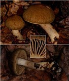 Cortinarius brunneus image