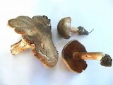 Inocybe corydalina image