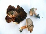 Inocybe corydalina image