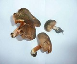 Inocybe corydalina image