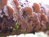Trichaptum abietinum image