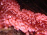 Arcyria ferruginea image