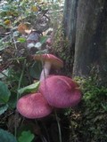 Tricholomopsis rutilans image