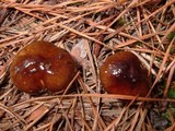 Hygrophorus hypothejus image