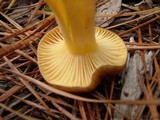 Hygrophorus hypothejus image