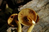 Pholiota limonella image