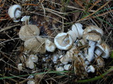 Asterophora lycoperdoides image