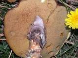 Suillus luteus image