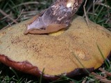 Suillus luteus image