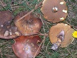 Suillus luteus image