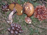Suillus luteus image