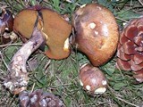 Suillus luteus image