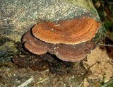 Gloeophyllum sepiarium image
