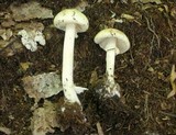 Amanita citrina f. lavendula image
