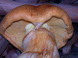 Gymnopilus ventricosus image