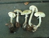 Amanita citrina f. lavendula image