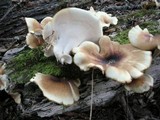 Royoporus badius image