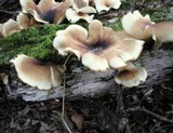 Royoporus badius image