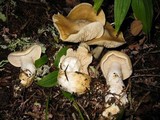 Tricholoma inamoenum image