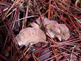 Trichaptum abietinum image