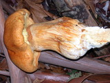 Gymnopilus ventricosus image