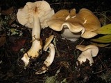 Tricholoma inamoenum image