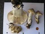 Tricholoma inamoenum image
