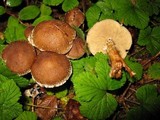 Pholiota terrestris image