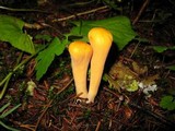 Clavariadelphus truncatus image