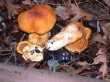 Gymnopilus ventricosus image