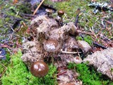 Psilocybe coprophila image