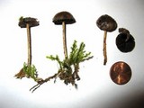 Psilocybe coprophila image