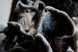Auricularia nigricans image