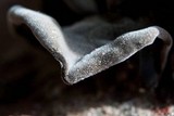 Auricularia nigricans image