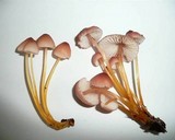 Mycena renati image