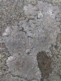 Aspicilia leprosescens image