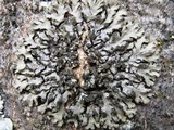 Phaeophyscia orbicularis image