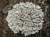 Physcia clementei image
