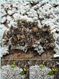 Physcia clementei image