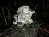 Clitocybe sclerotoidea image