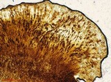 Diploicia canescens image