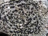 Diploicia canescens image