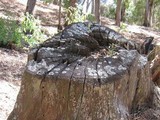 Diploicia canescens image